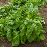 Potagères - Epinard Monstrueux de Viroflay - face recto